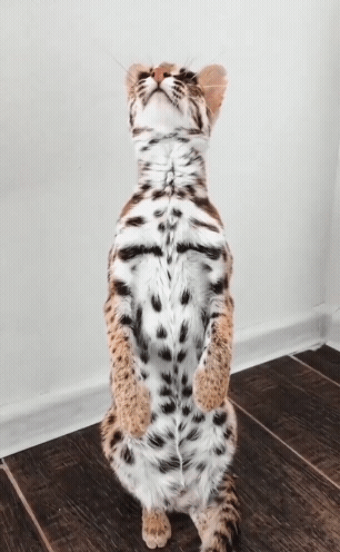 20230905_093505.gif
