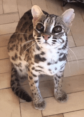 20230905_093813.gif