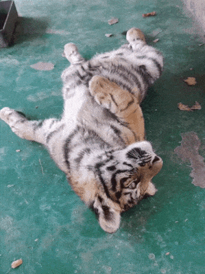 20231022_220744.gif