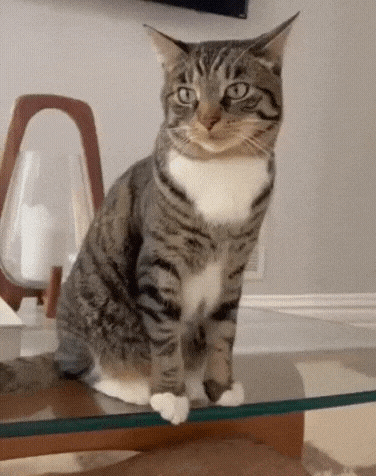 20231101_111015.gif