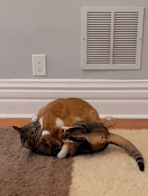 20231110_192425.gif