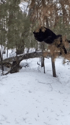 20231213_021209.gif