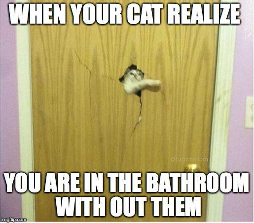 22d2mm-3959685096.jpeg