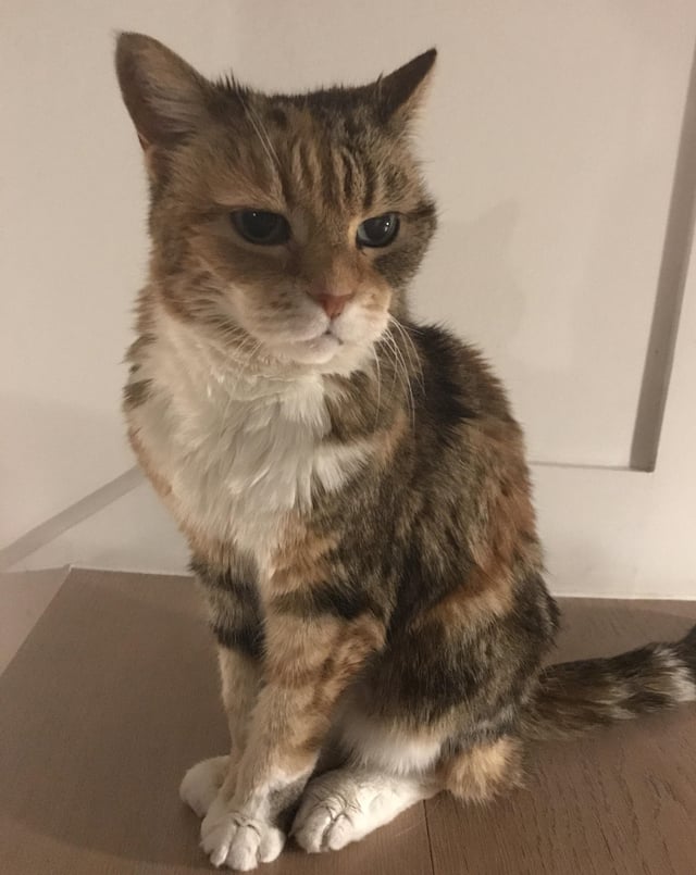 23 Year Old Cat.jpg