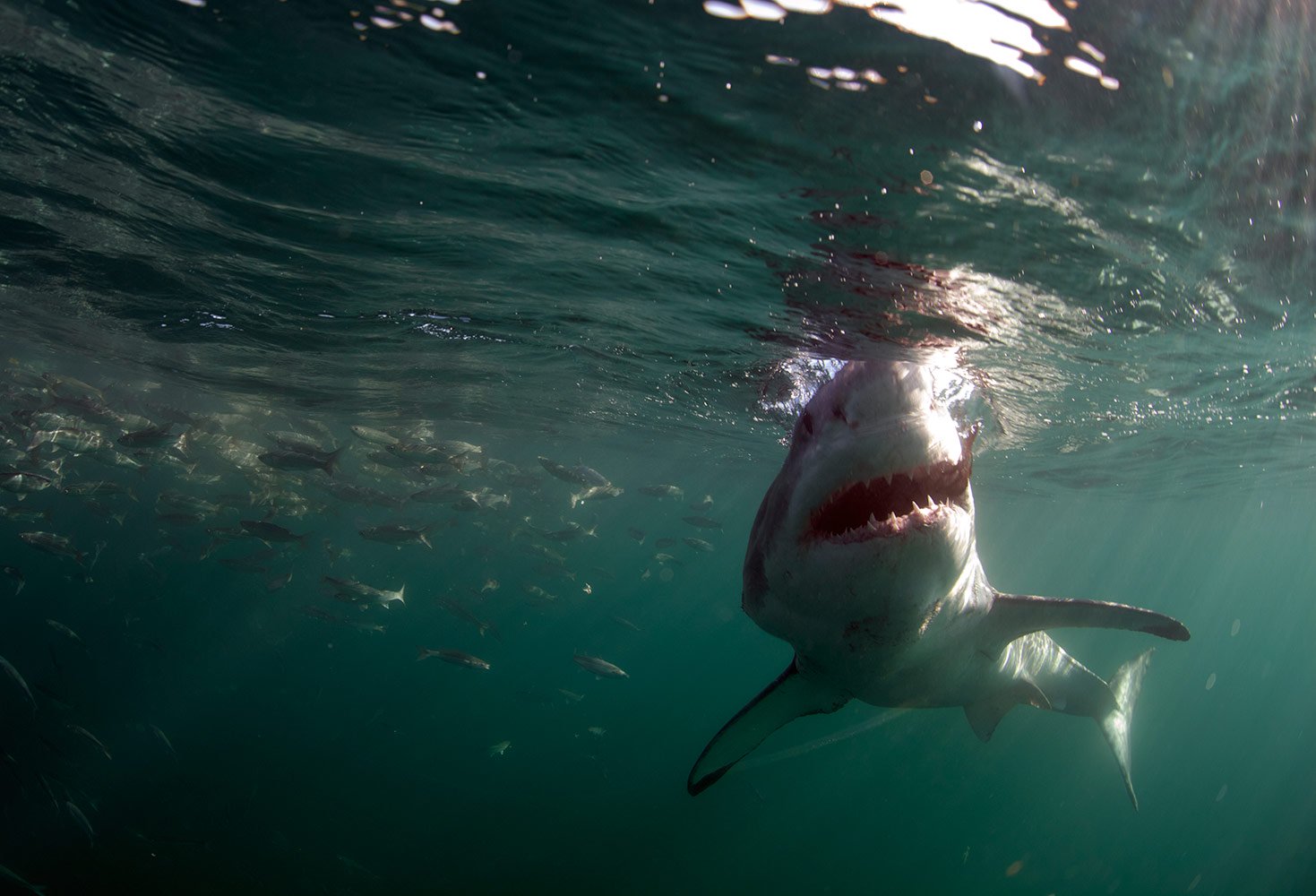 23639_AIR_JAWS_2012_01.jpg