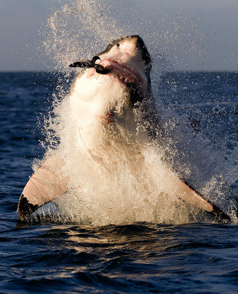 23639_AIR_JAWS_2012_02.jpg