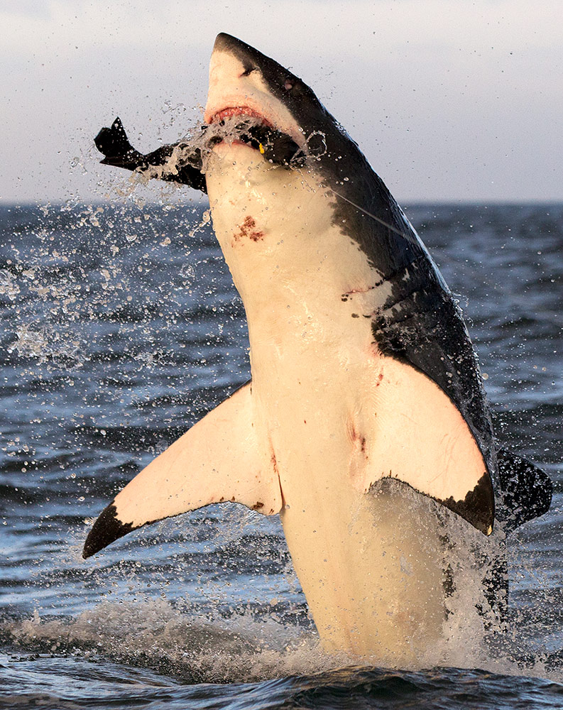 23639_AIR_JAWS_2012_06.jpg