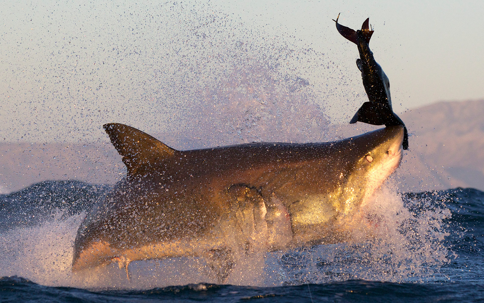 23639_AIR_JAWS_2012_20.jpg
