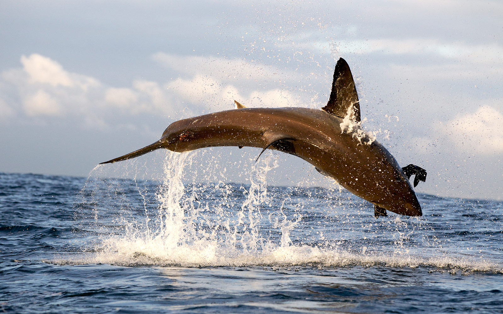 23639_AIR_JAWS_2012_22.jpg