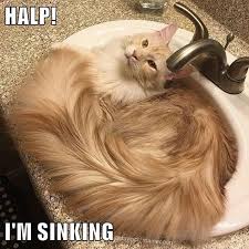 260C7422-464D-4B07-813F-20AA20C3BF50.jpeg