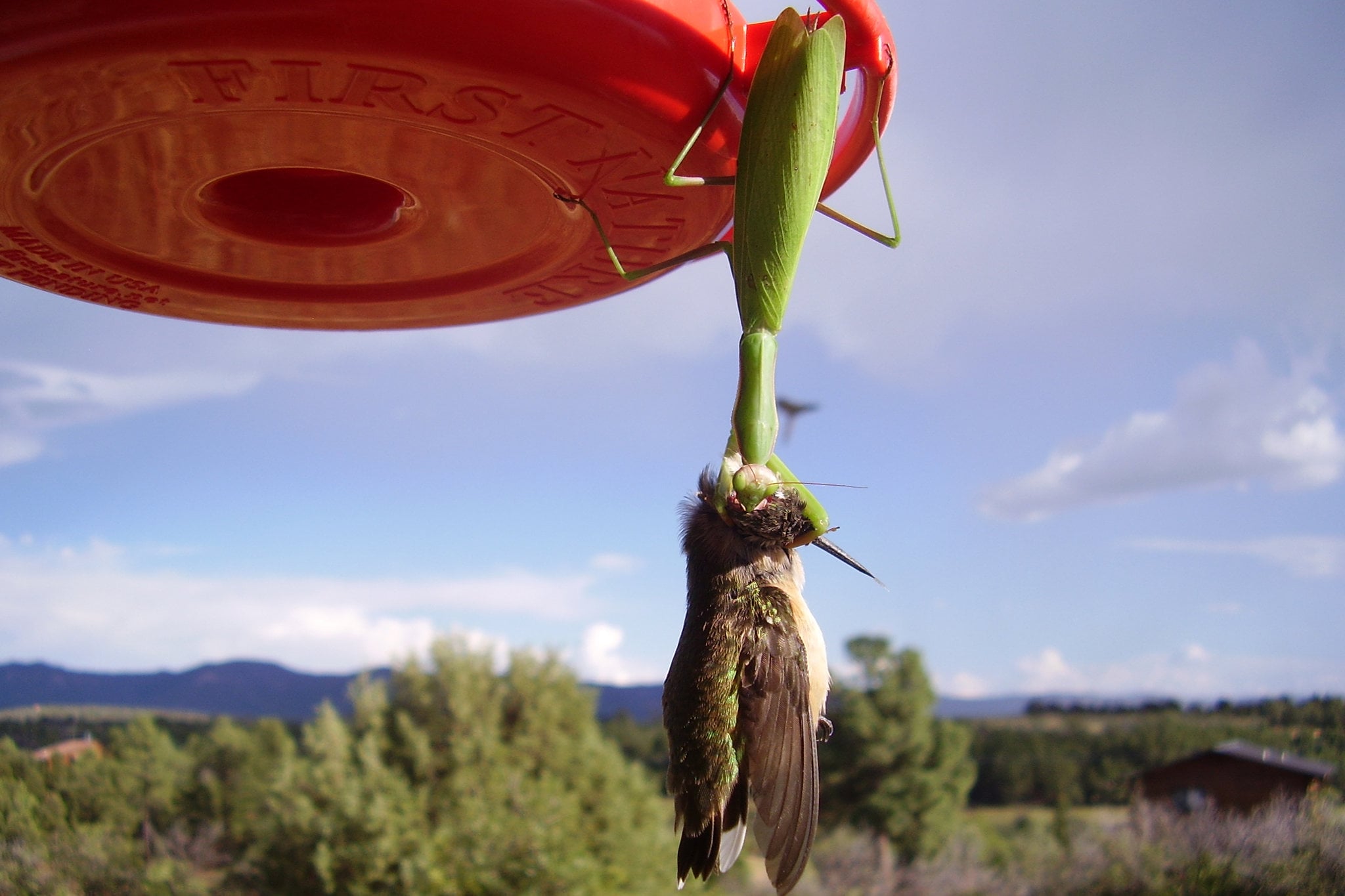 26SCI-MANTIS3-superJumbo.jpg