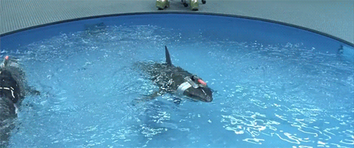 28514B68-993B-483E-B71F-98EAE8B89807.gif