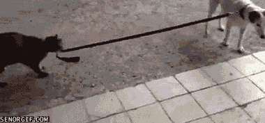 298196.gif
