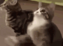 2CD53066-A861-43D8-8D66-E715E96C2FE2.gif