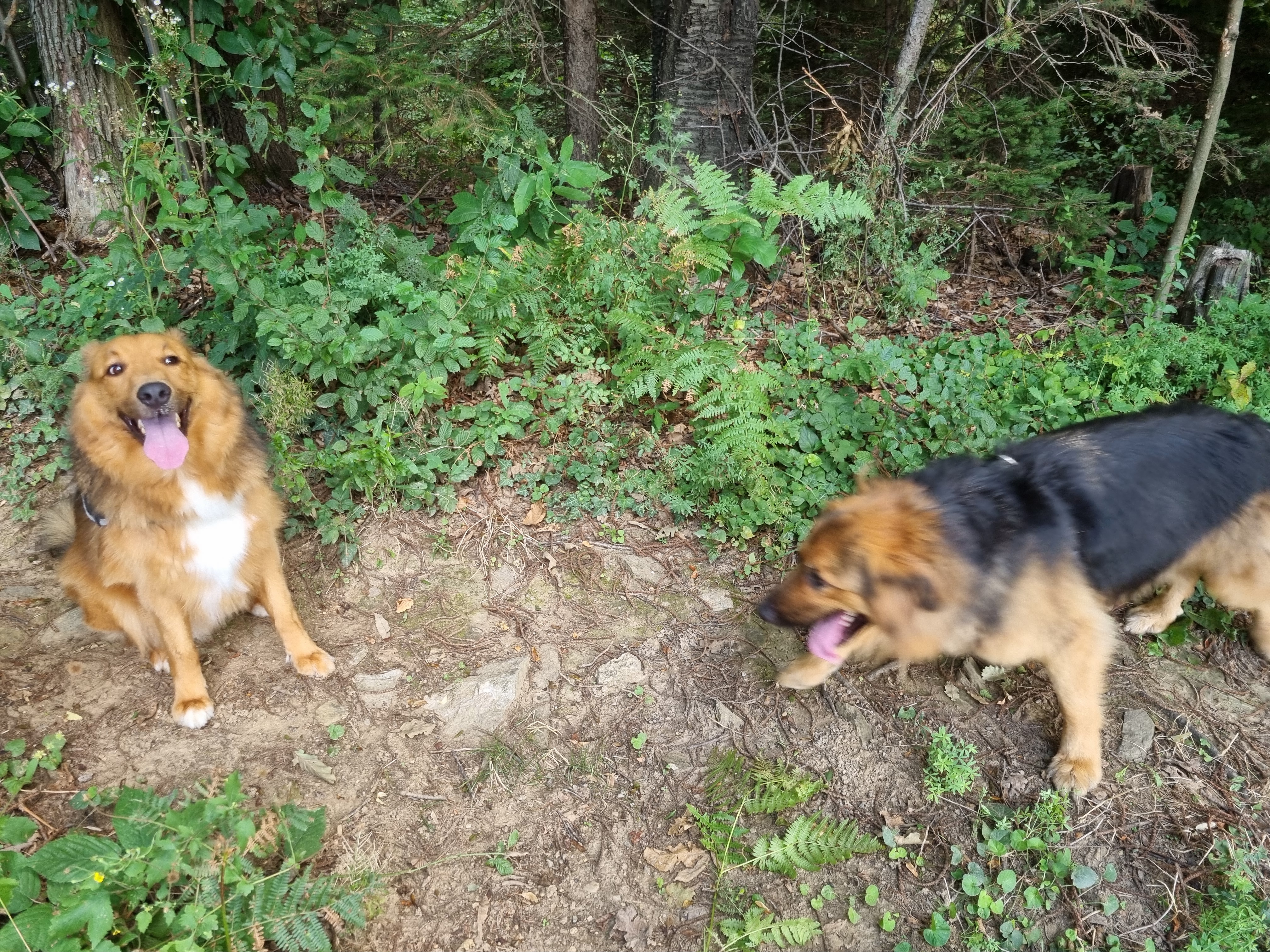 2dogsinthewoods2.jpg