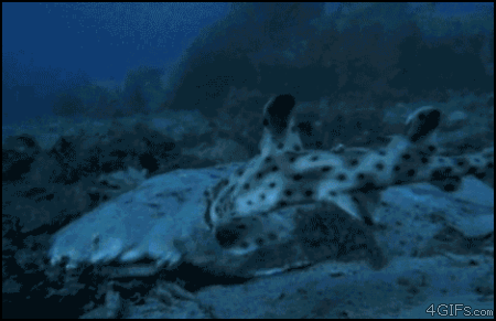 2lih6x0.gif