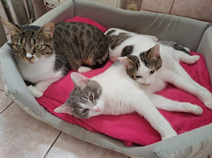 3 cats bed.jpg