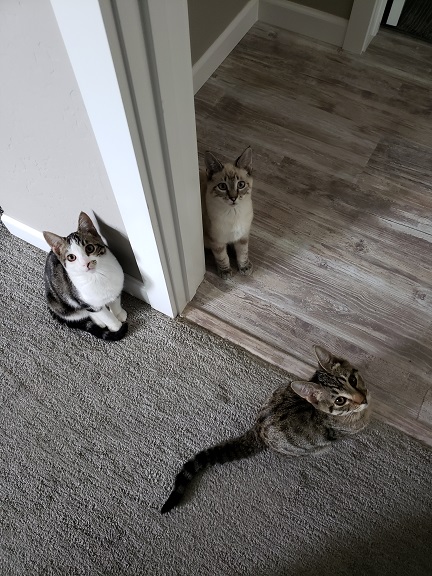 3 cats floor.jpg
