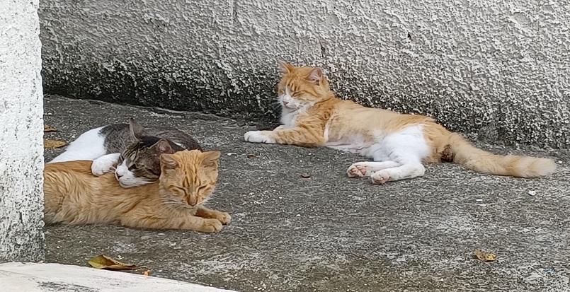 3 cats.jpg