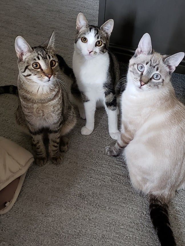 3 cats.jpg