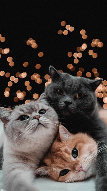 3 cats lights.jpg