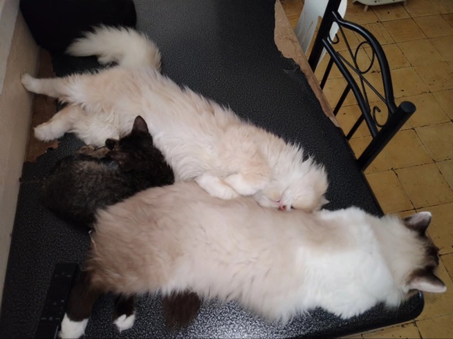 3  cats nap.jpg