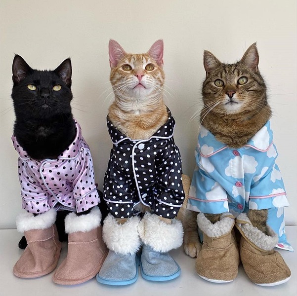 3 cats pj.jpg