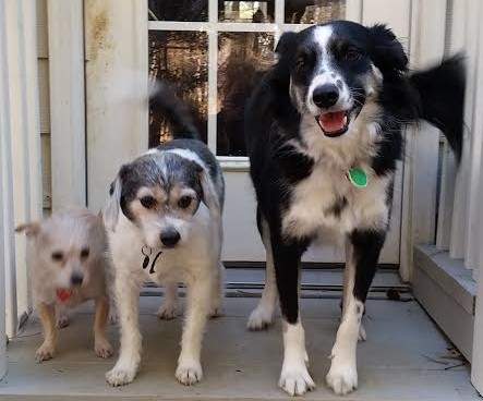 3 dogs A (2).jpg