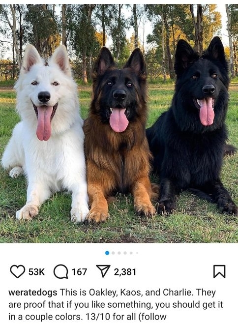 3 dogs.jpg