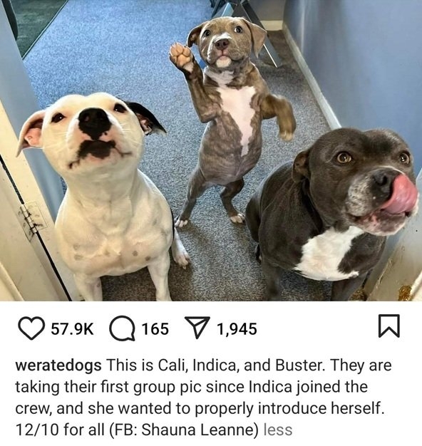 3 dogs.jpg