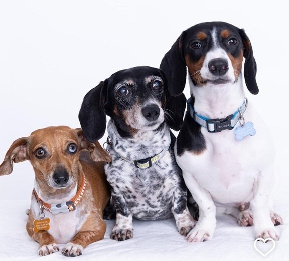3 dogs.jpg