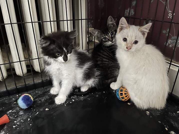 3 kittens.jpg