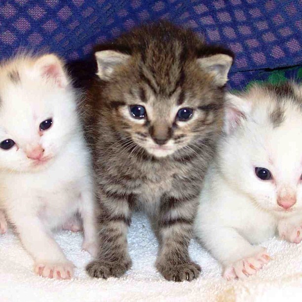 3 kittens.jpg