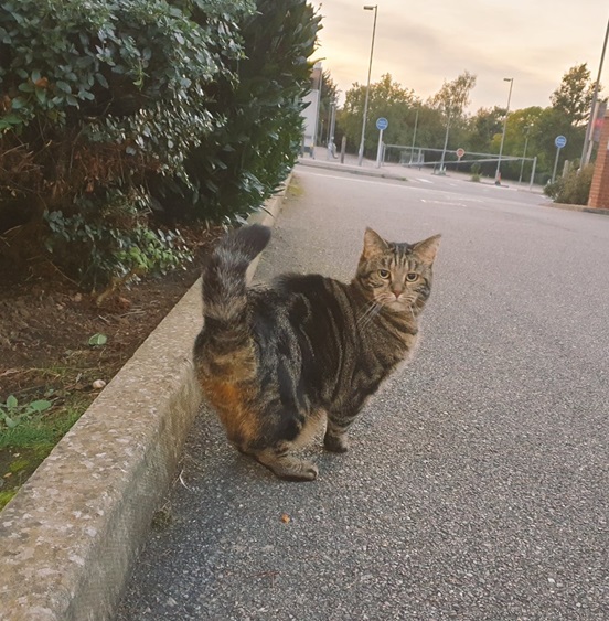 3 legged cat.jpg