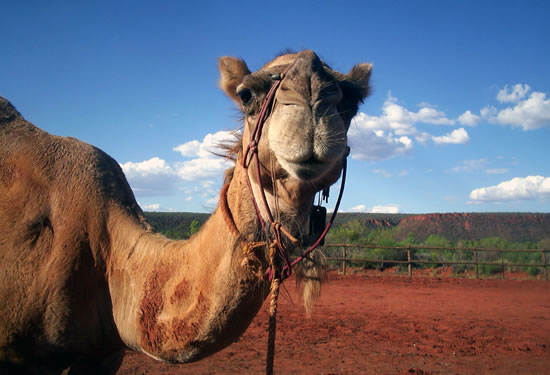 34_camel.jpg