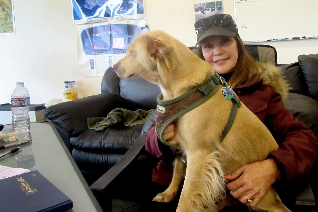 35 lbs Lap Dog.JPG