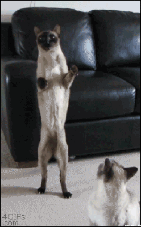 388257.gif