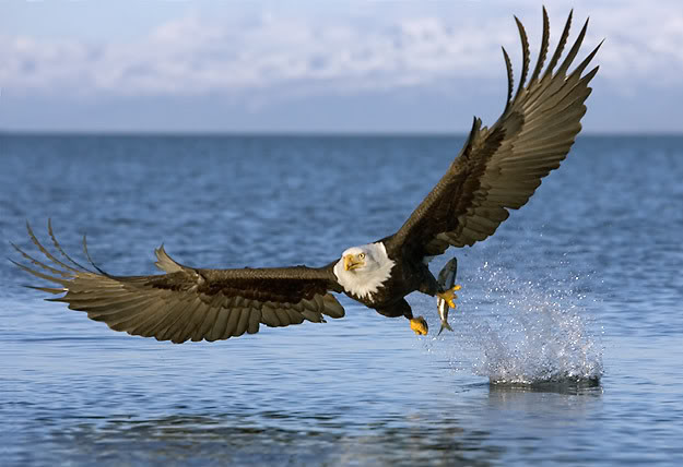 3957-bald_eagle_snatch_mid9e342.jpg