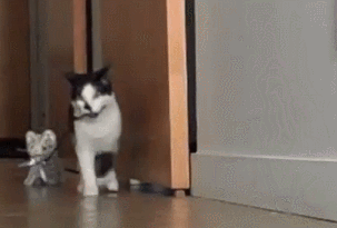 3B23B31A-9BE2-4614-9AEB-1B93198BFAE0.gif