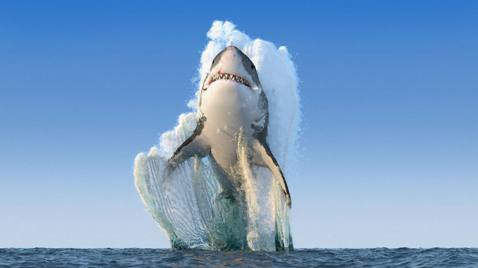 3d-shark.jpg
