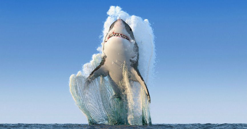 3d-shark.jpg