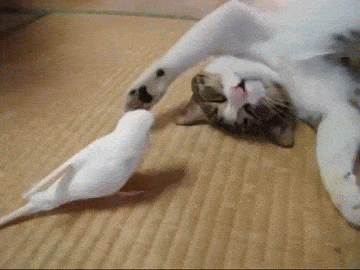 3DBF2115-2954-4D0C-B4A5-DF3DE7D67A54.gif
