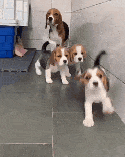 3F203035-C607-49FC-A4AE-AF2CC56D3B28.gif