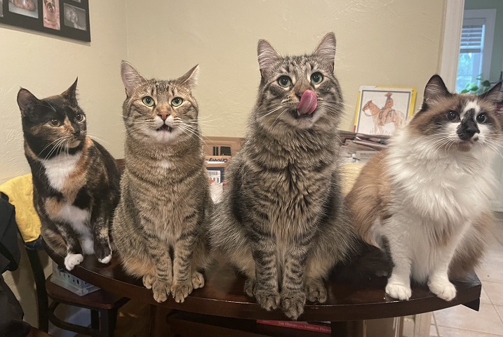 4 cats.jpg
