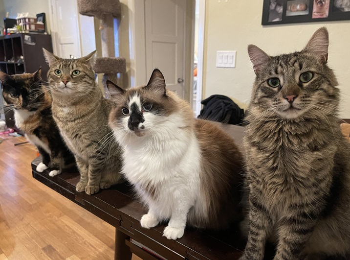 4 cats.jpg