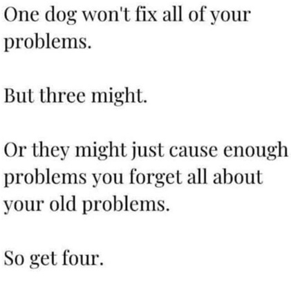 4 dogs.jpg
