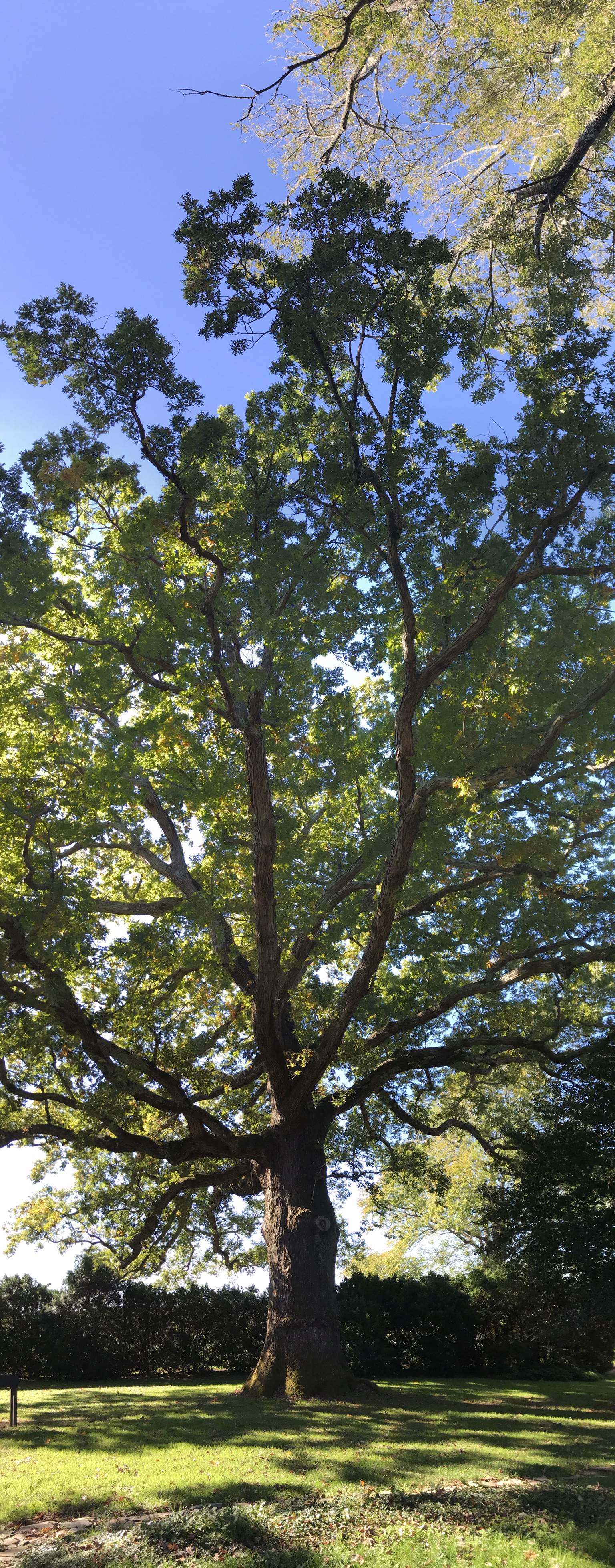 40C8890D-DE31-4B98-A809-A84BF4CA387D.jpeg