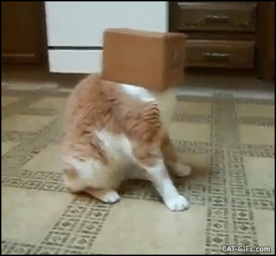 428d00a95a4ee797844a6f76e8a56545.gif