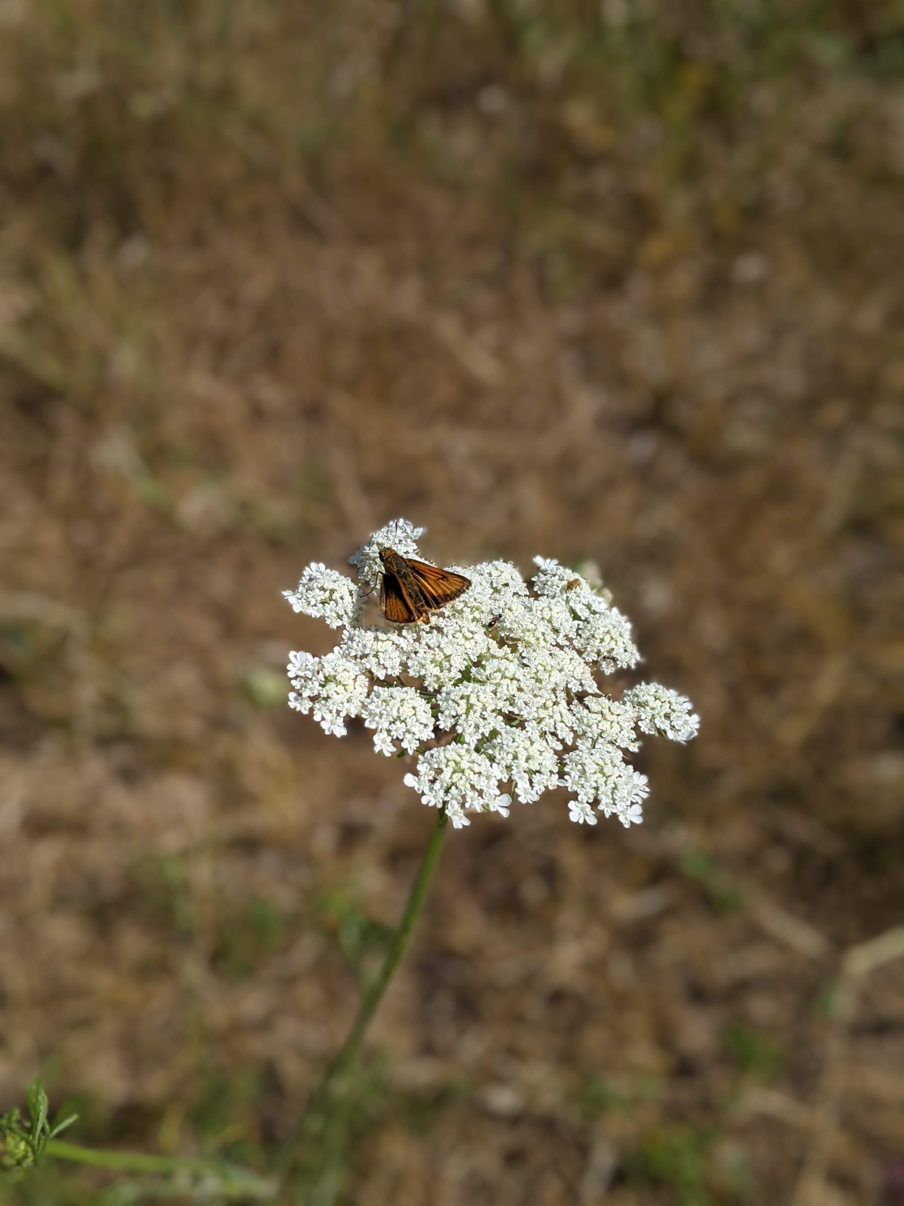 4453ECBA-C311-430E-9D63-6555EE287EB8.jpeg