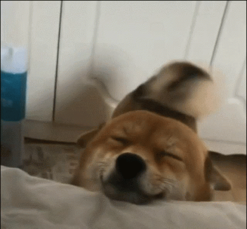 44F39B40-CA8C-4CDA-A12F-D6C55F41783A.gif